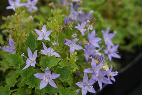 italiensk_klokke__blå_blomster__campanula__garganica_