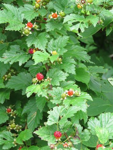 brombær__kinesisk__rubus_chingii_var_suavissimus_