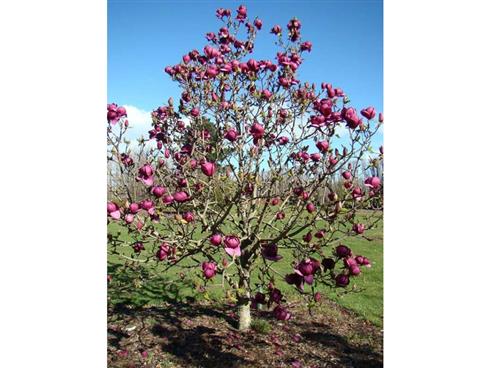 magnolia__black_tulip__150-175_cm_med_klump_