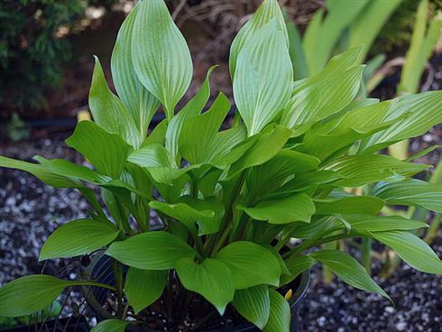 koreansk_funkia__hosta_clausa_normalis
