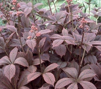 bronzeblad__rodgersia_pinnata_chocolate_wings