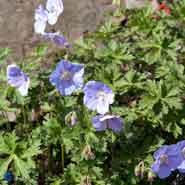 pragtstorkenæb__lyslilla_blomster__geranium__himalayense_