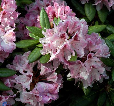 rhododendron__lyserød__cosmopolitan___