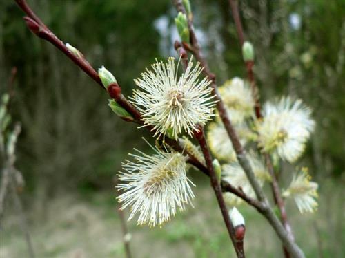 pil__kaspisk__salix_acutifolia_