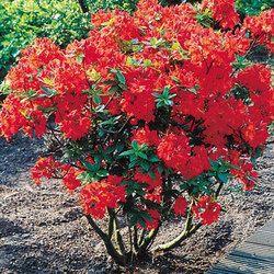 rhododendron__rød__4050_cm_med_potte_eller_klump__luteum__tunis__