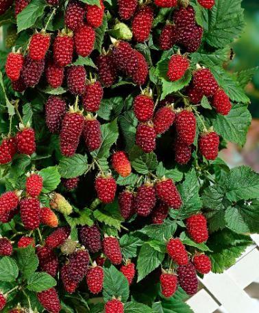 Rubus Tayberry, Loganobaccus. Priser fra 76,10 kr. - planteskoler.dk