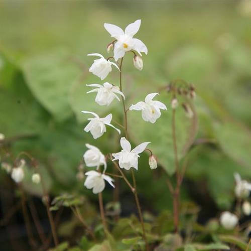 bispehue__epimedium_youngianum_niveum