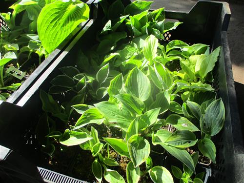 hosta__blandet_hostakasser_med_24_stk__assorteret_med_mindst_6_sorter__