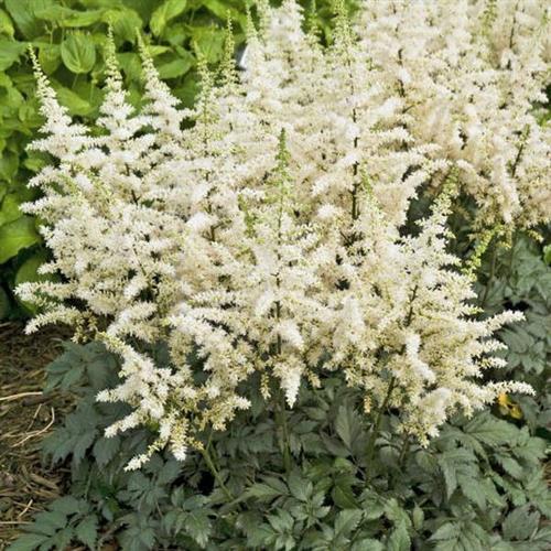 astilbe_chinensis_vision_in_white