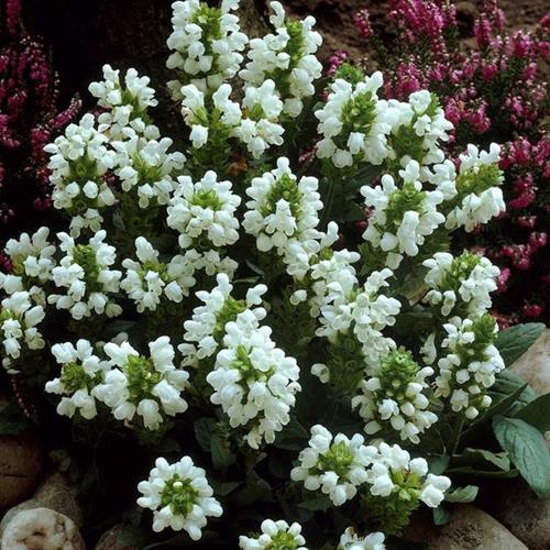 brunella__prunella_grandiflora_alba