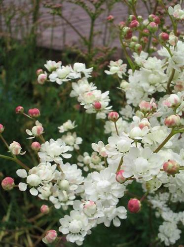 knoldet_mjødurt__filipendula_vulgaris