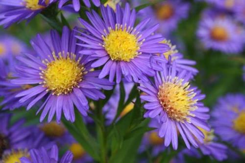 pudeasters__aster__novi-belgii__schone_von_dietlikon_