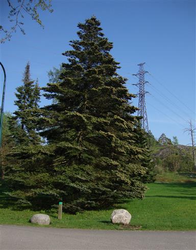vidundergran__japansk__4060_cm_med_potte_eller_klump__abies_veitchii_japansk__