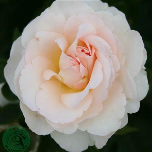 anna_ancher__sart_rosa__renaissance_rose_