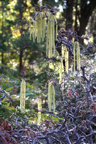 troldhassel__corylus_avellana_contorta_