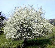 weichsel__prunus_mahaleb__