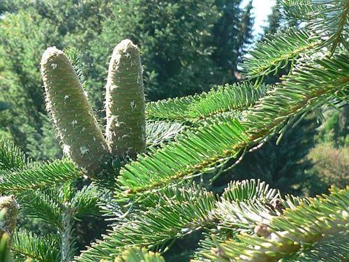 nordmann__tlugi_juletræ___abies_nordmanniana_ambrolauri_tlugi_