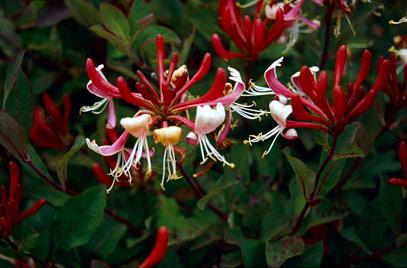 kaprifolia__rødhvid__caprifolium_lonicera_serotina__leveres_med_potte__med_duft__duftkaprifolie__