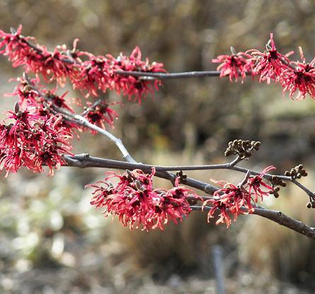 troldnød__ruby_glow__hamamelis_intermedia__haveplanter_