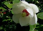Magnolia Haveplanter