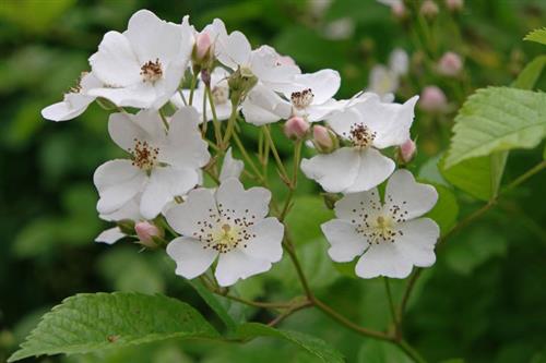 multiflora_rose__hvid__klatrerose__rosa_multiflora_