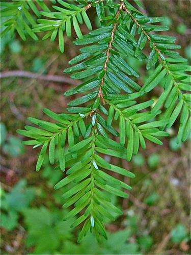 skarntydegran__tsuga__hemlock__heterophylla__