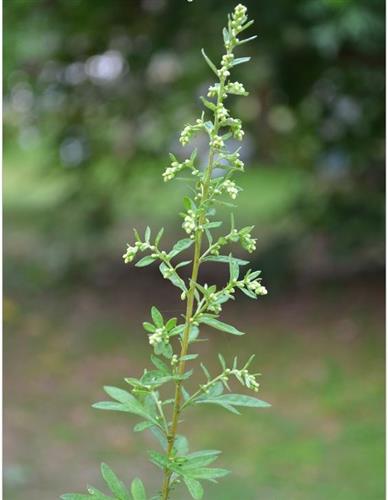 fransk_estragon__artemisia__vulgaris__