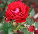 Krukke roser Roser 