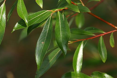 pil__dugpil__gæslingepil__salix_daphnoides__