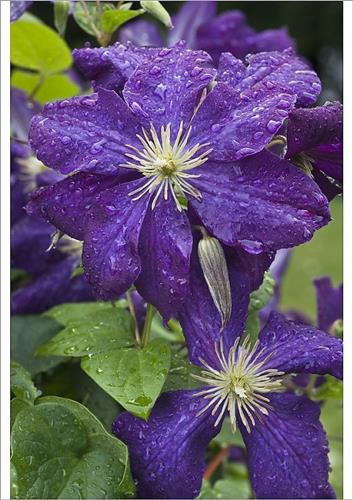 clematis__viticella__etoile_violette__dyb_violet__leveres_med_potte__småblomstrende__mp-34_