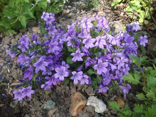 mÆlkeklokke__campanula__poscharskyana__