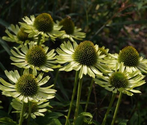 solhat__echinacea_purpurea_green_jewel