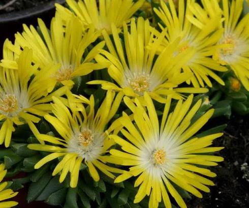 middagsblomst__delosperma_congestum
