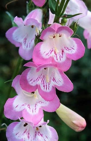 rørblomst__penstemon_apple_blossom