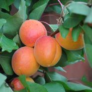 abrikos__orangered__prunus_armeniaca__