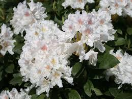 rhododendron__cunninghams_white__hvid__