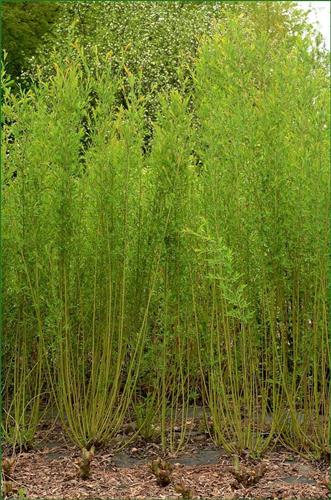 pil__purpurpil__salix_purpurea_