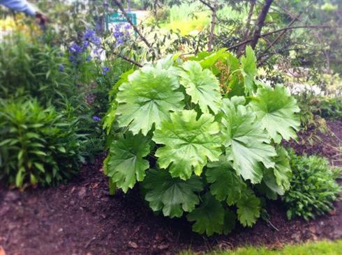skjoldblad__darmera_peltata_