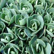 kinesisk_sankt_hans_urt__sedum__spectabile__brillant_