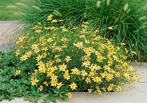skønhedsøje__coreopsis_verticillata