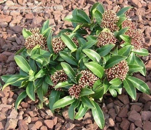skimma__2530_cm_med_potte_eller_klump__skimmia_foremanii_