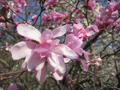 stjernemagnolie__leonard_messel__hvidrosa__80100_cm_med_potte_eller_klump__magnolia__