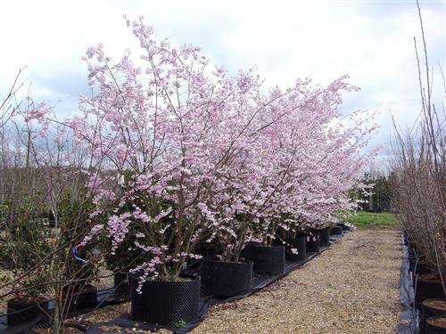 japansk_kirsebær__autumnalis__prunus_subhirtella_