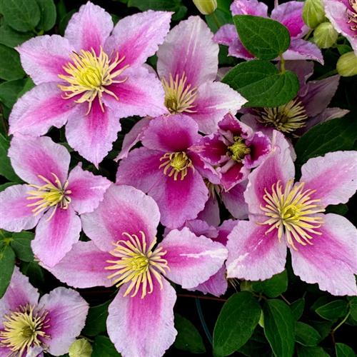 clematis__piilu__rosalilla__leveres_med_potte__storblomstrende__mp-34_