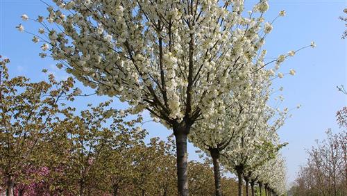 japansk_kirsebær__schnee__prunus_gondouinii_