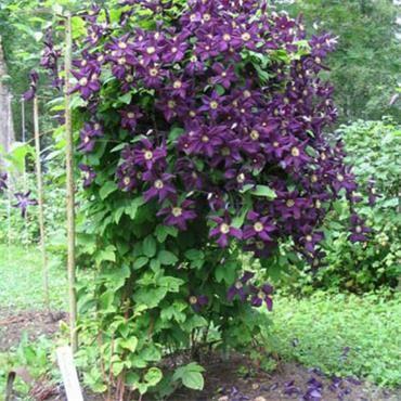 clematis__viticella__romantika__mørk_violet__leveres_med_potte__storblomstrende__mp-34_
