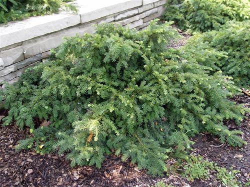 taks__repandens__krybende__1520_cm_med_potte_eller_klump__taxus_baccata_repandens__