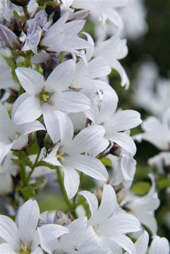 mÆlkeklokke__campanula__lactiflora__alba_