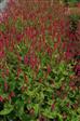 Urt - Persicaria Stauder