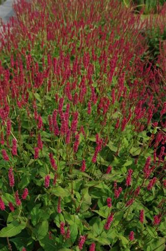 kerte-pileurt__persicaria_amplexicaulis_j_s__calor